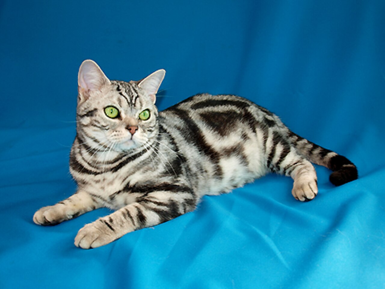 American Shorthair cat