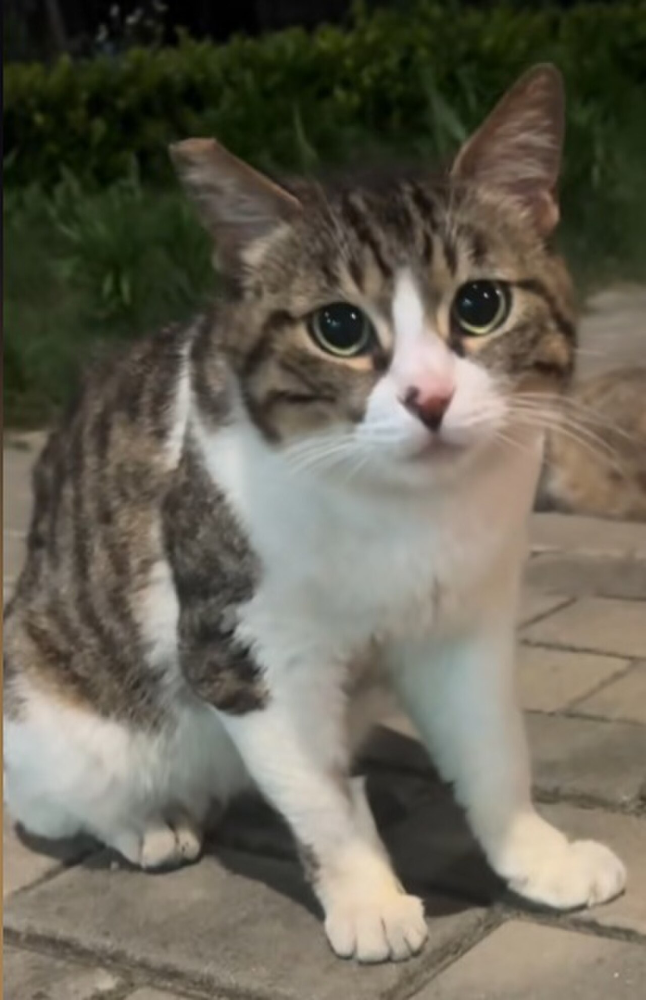 Jianzhou cat cat