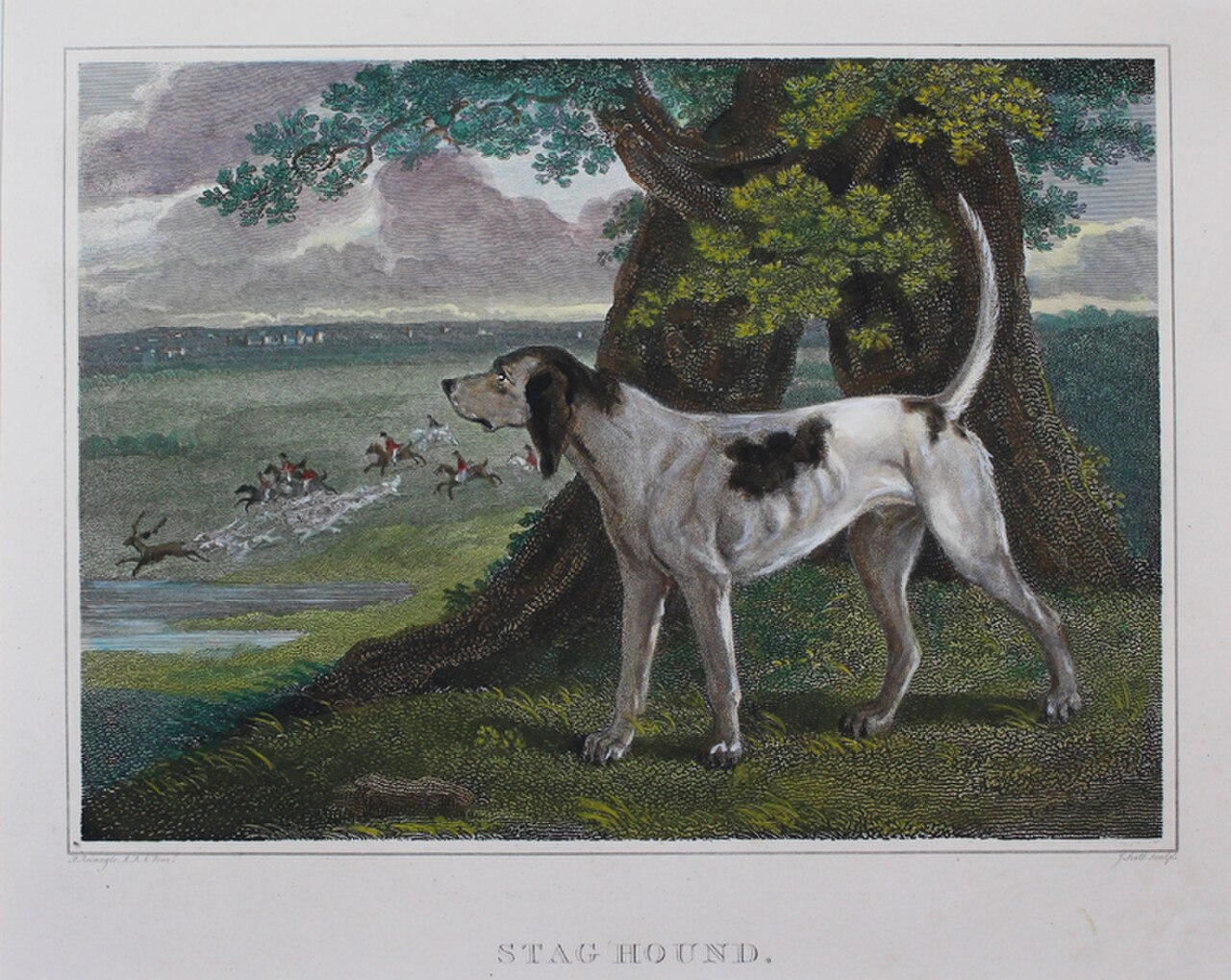 Staghound dog