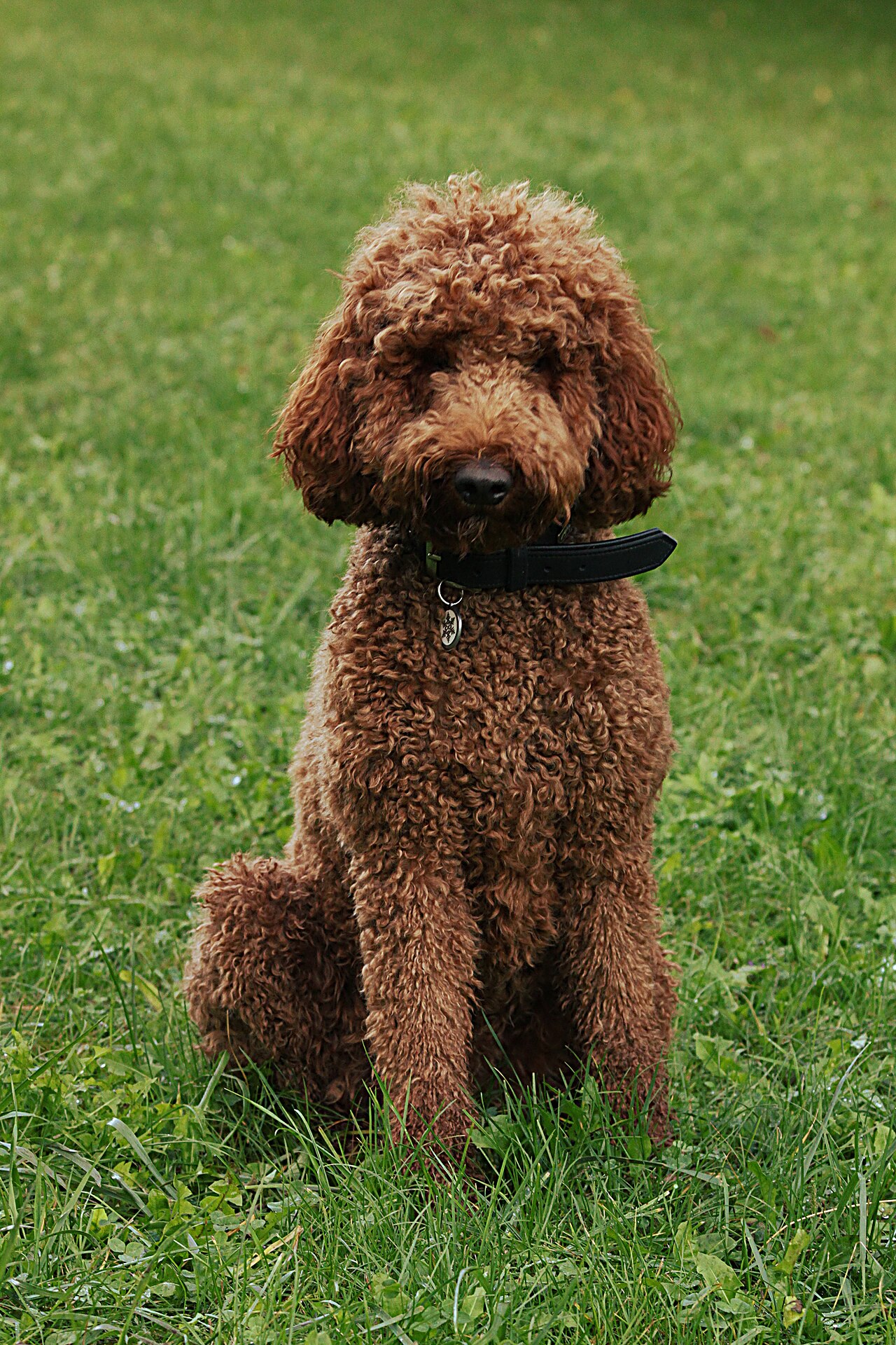 Hypoallergenic dog breed dog