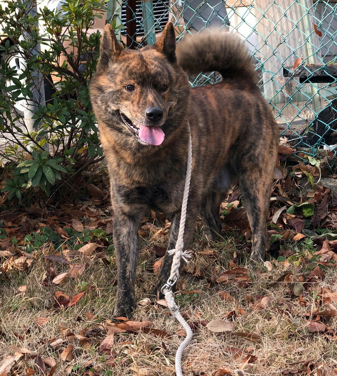 Kai Ken dog