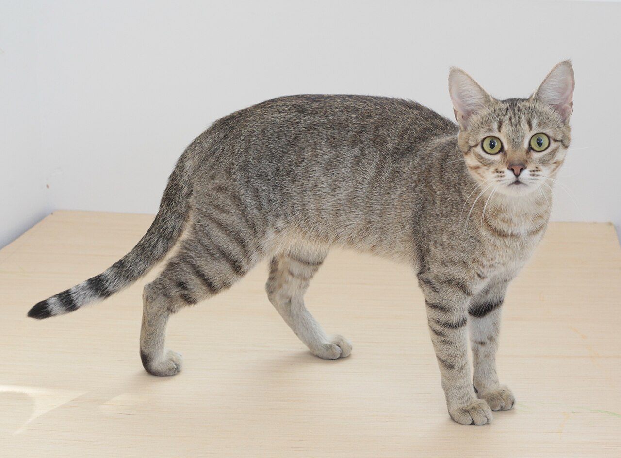 Kanaani cat cat