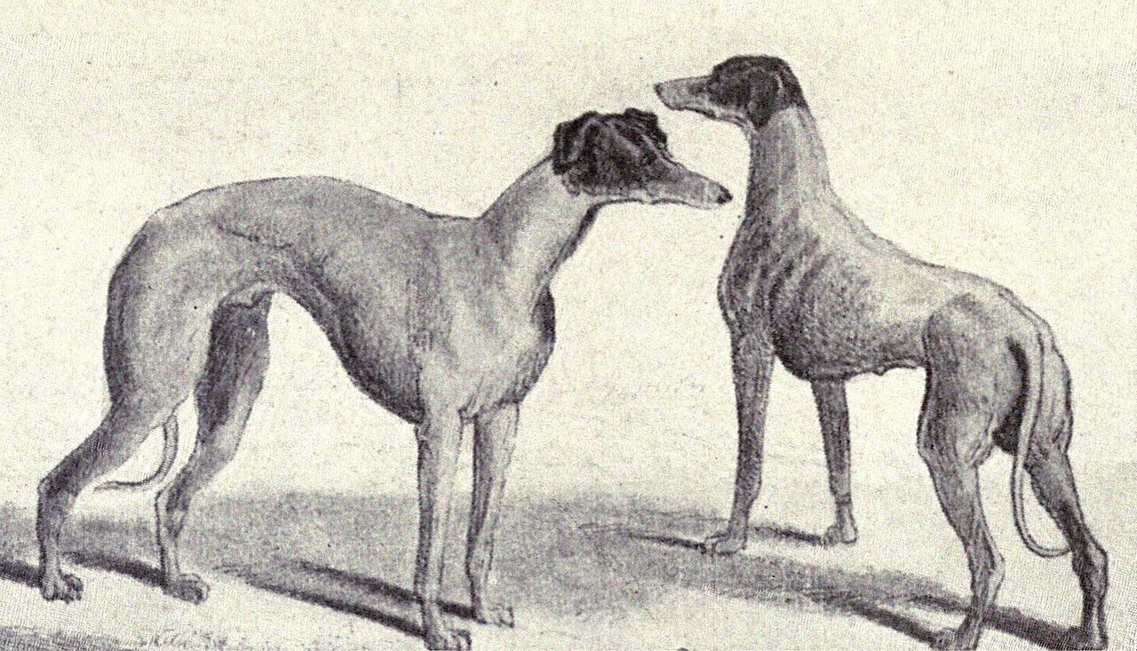 Kangaroo dog dog