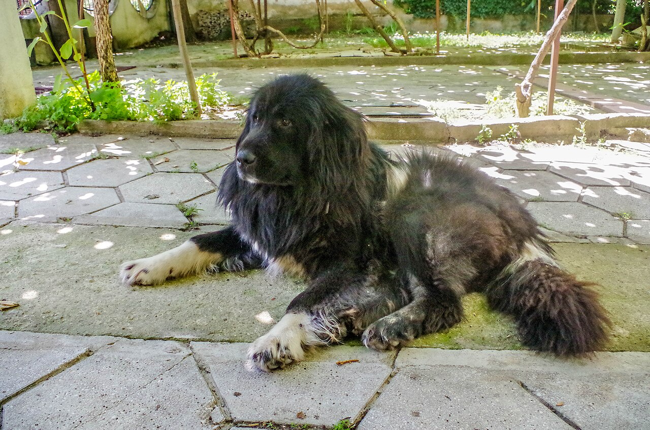 Macedonian Shepherd Dog dog