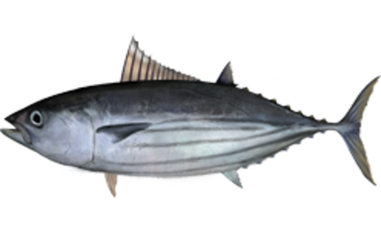 A photo of a Skipjack Tuna