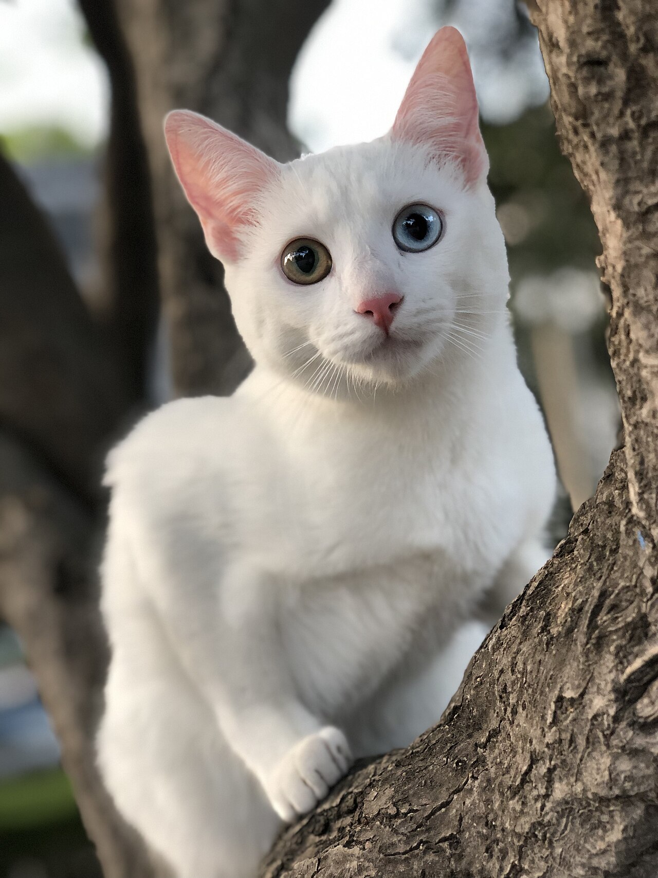 Khao Manee cat