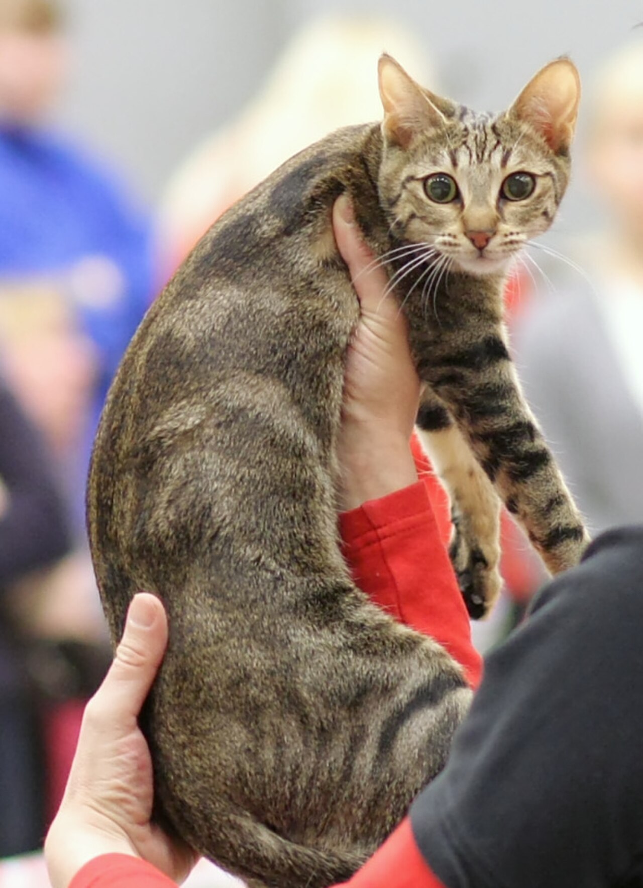 Sokoke cat