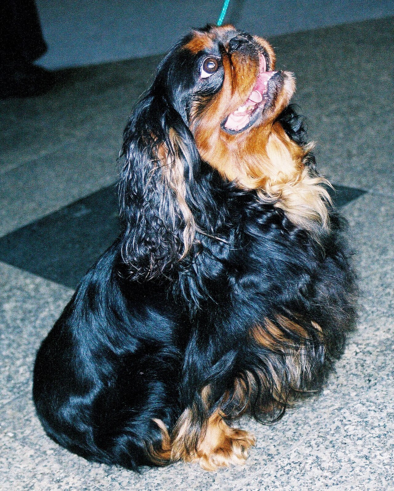 King Charles Spaniel dog