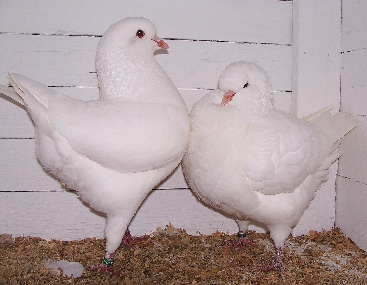 King pigeon
