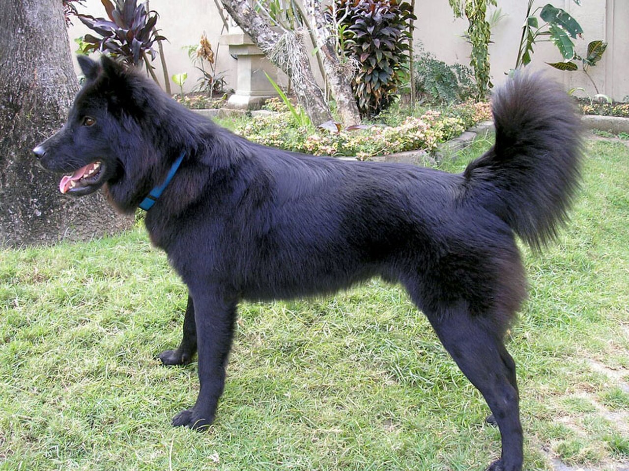 Kintamani dog