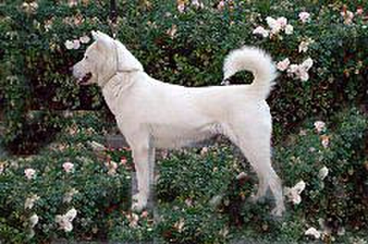 Kishu dog