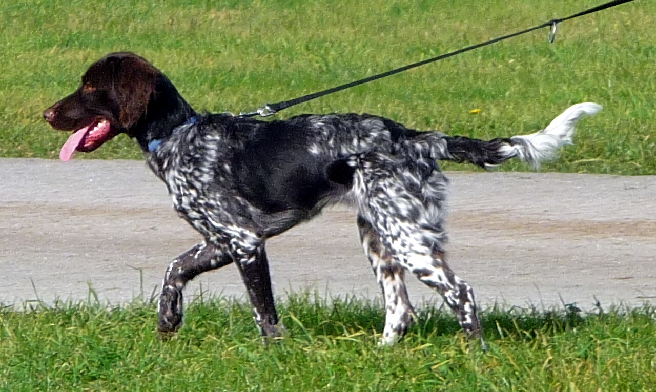 Small Münsterländer dog