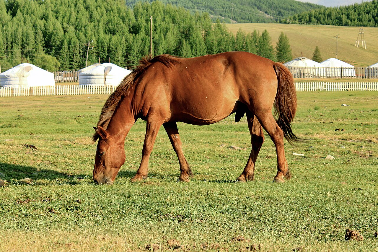 Mongolian horse on the steppe