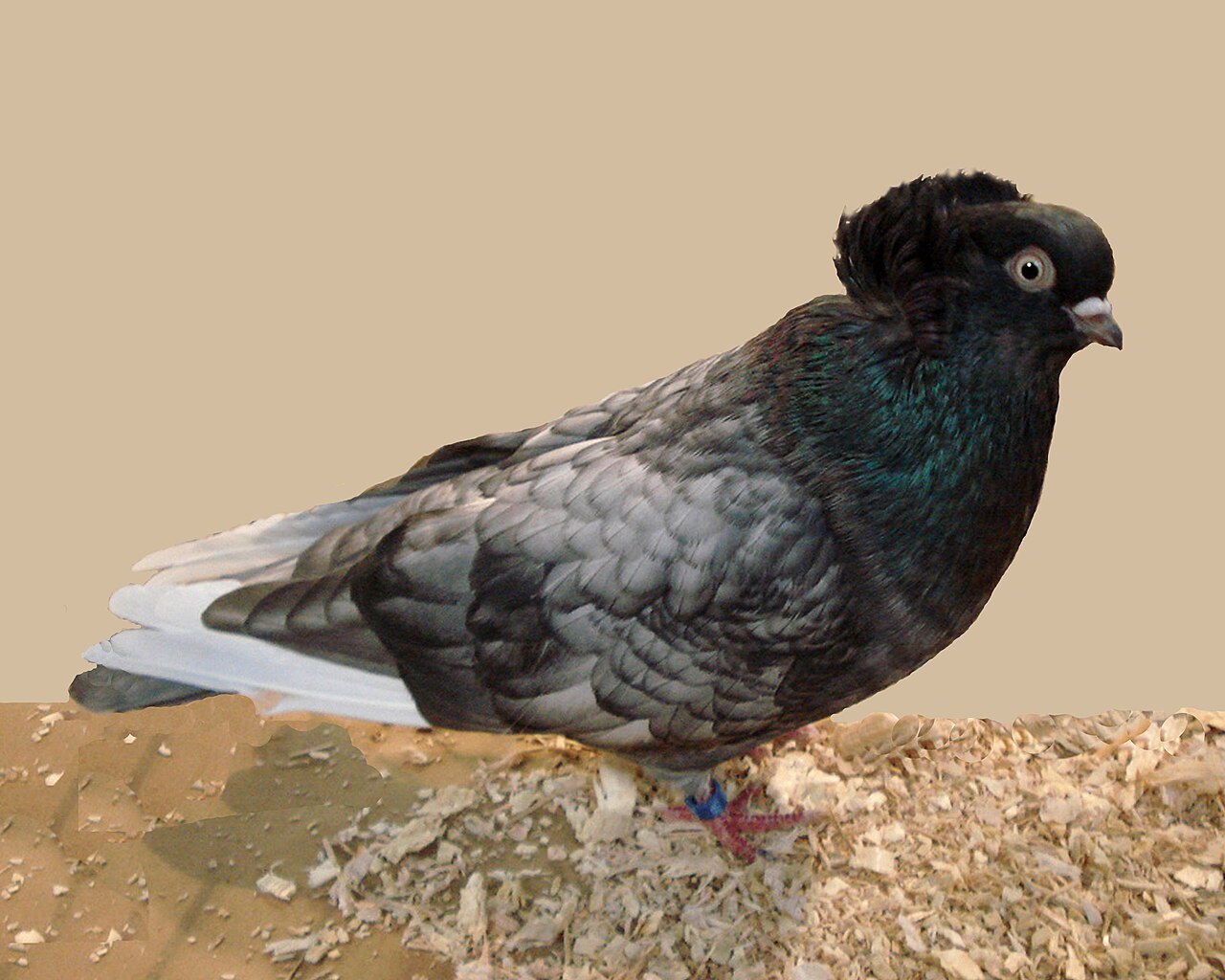 Komorn Tumbler pigeon