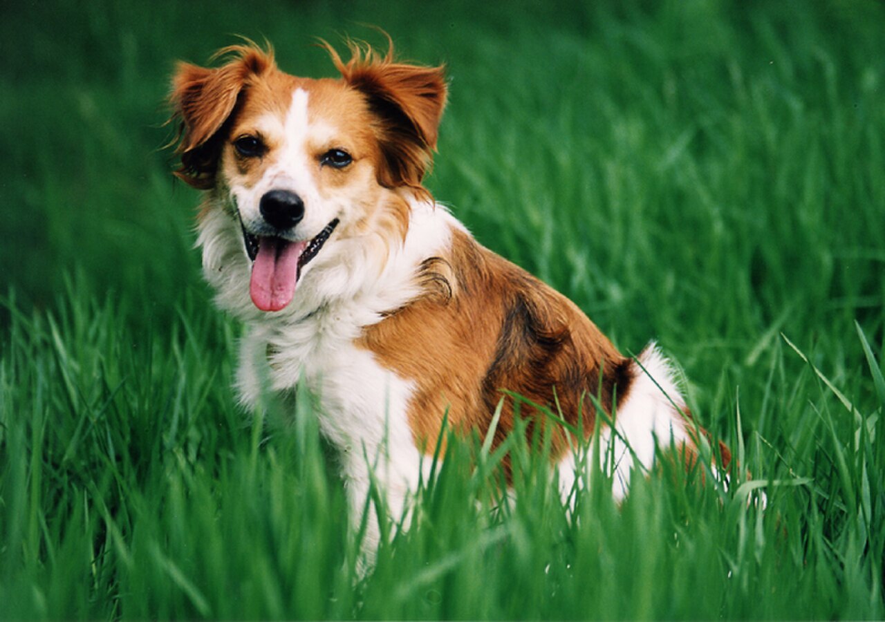 Kromfohrländer dog