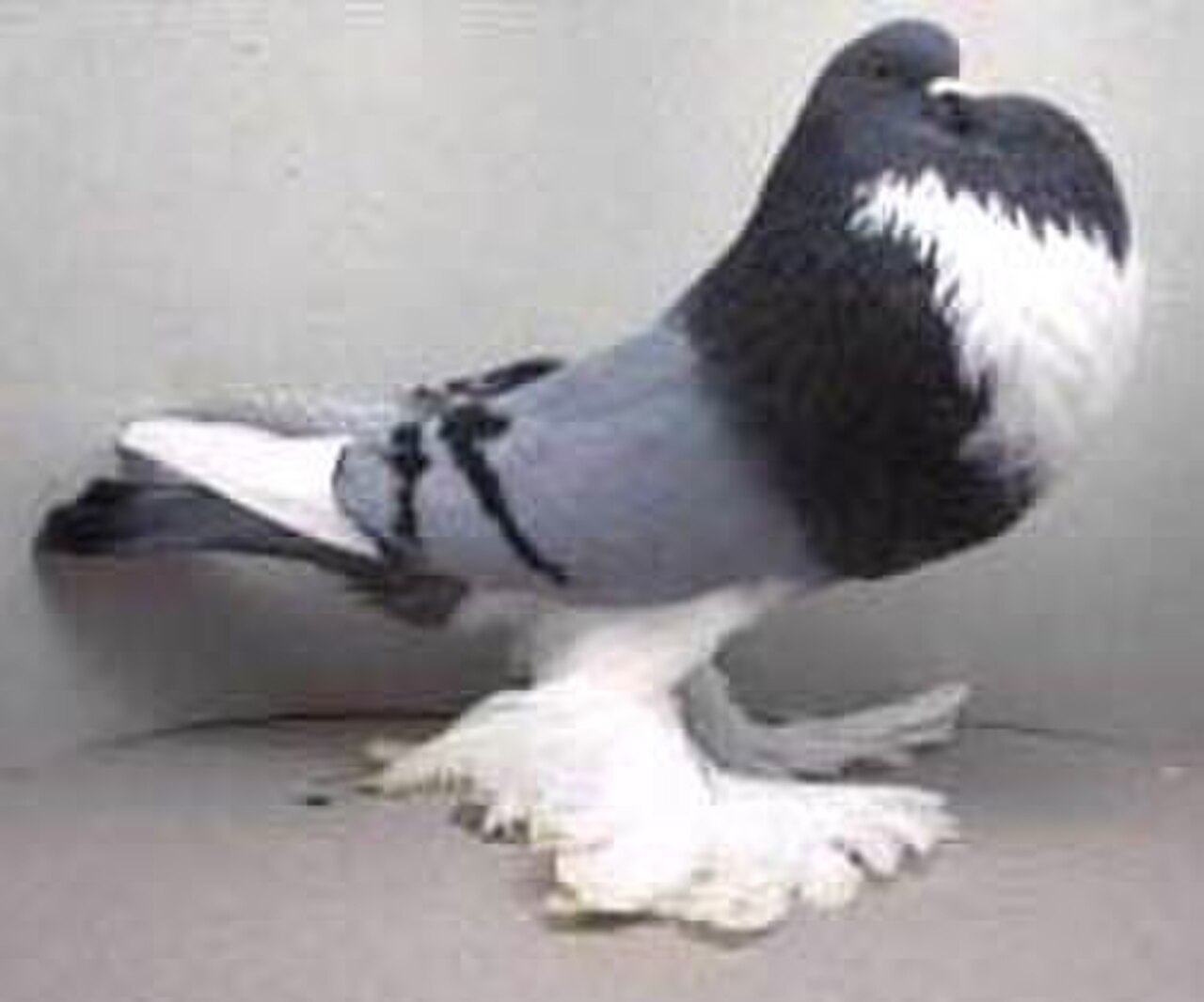 Dutch Cropper pigeon