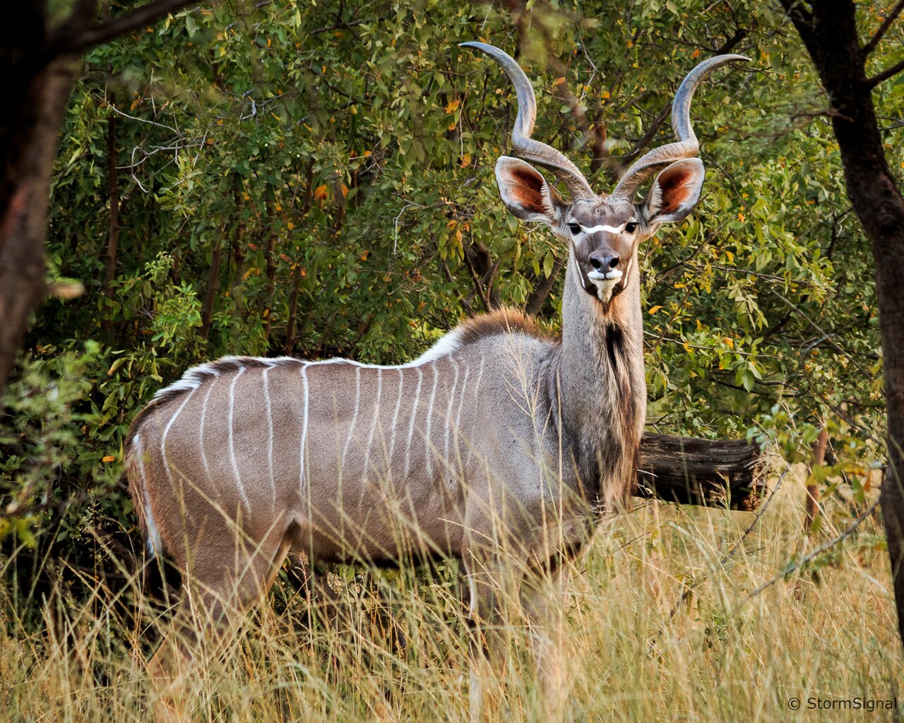 Kudu