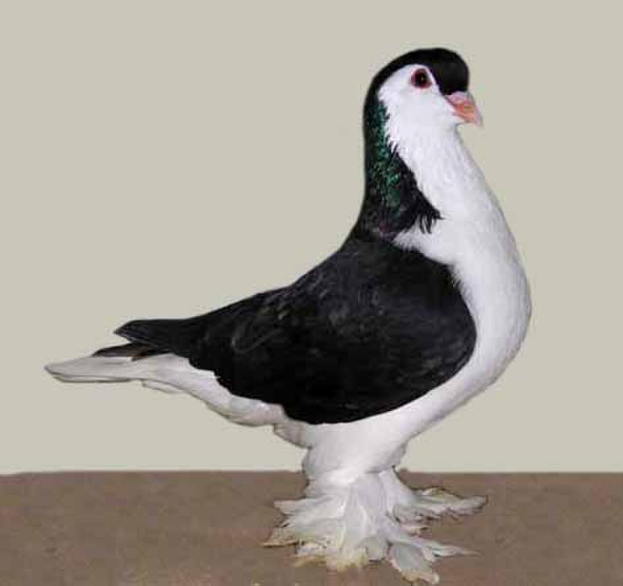 Lahore pigeon
