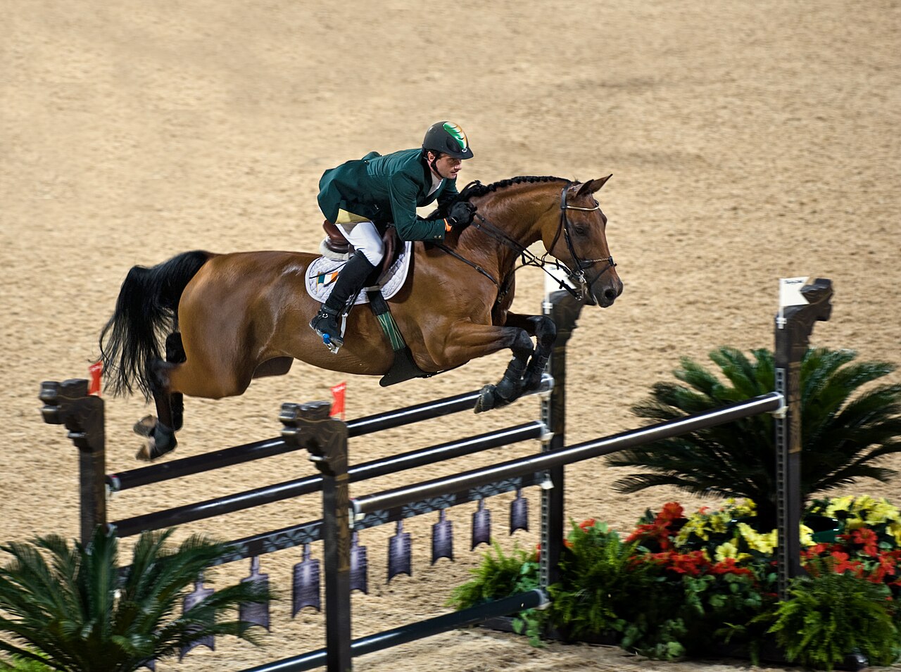 Hanoverian warmblood sport horse standing