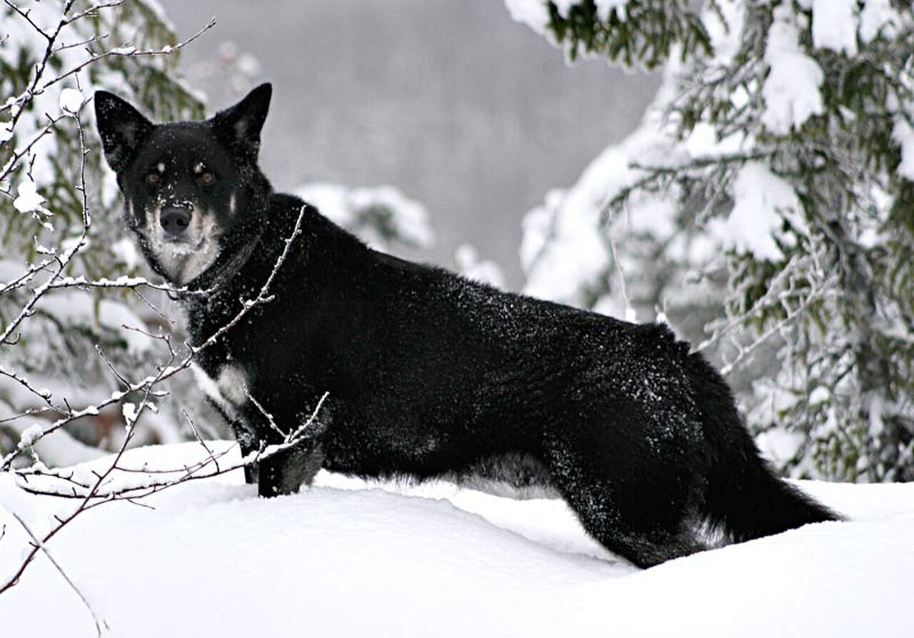 Lapponian Herder dog