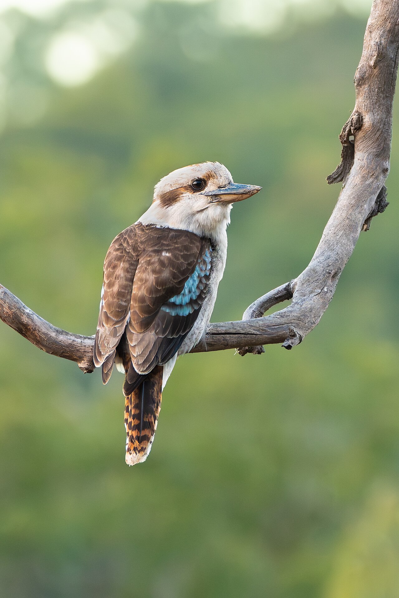 Laughing kookaburra