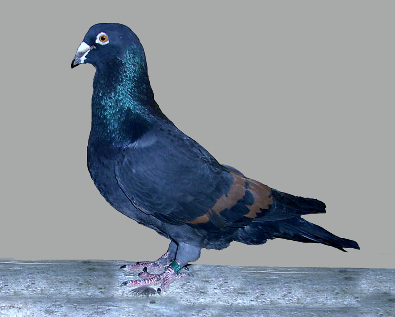 Lebanon pigeon