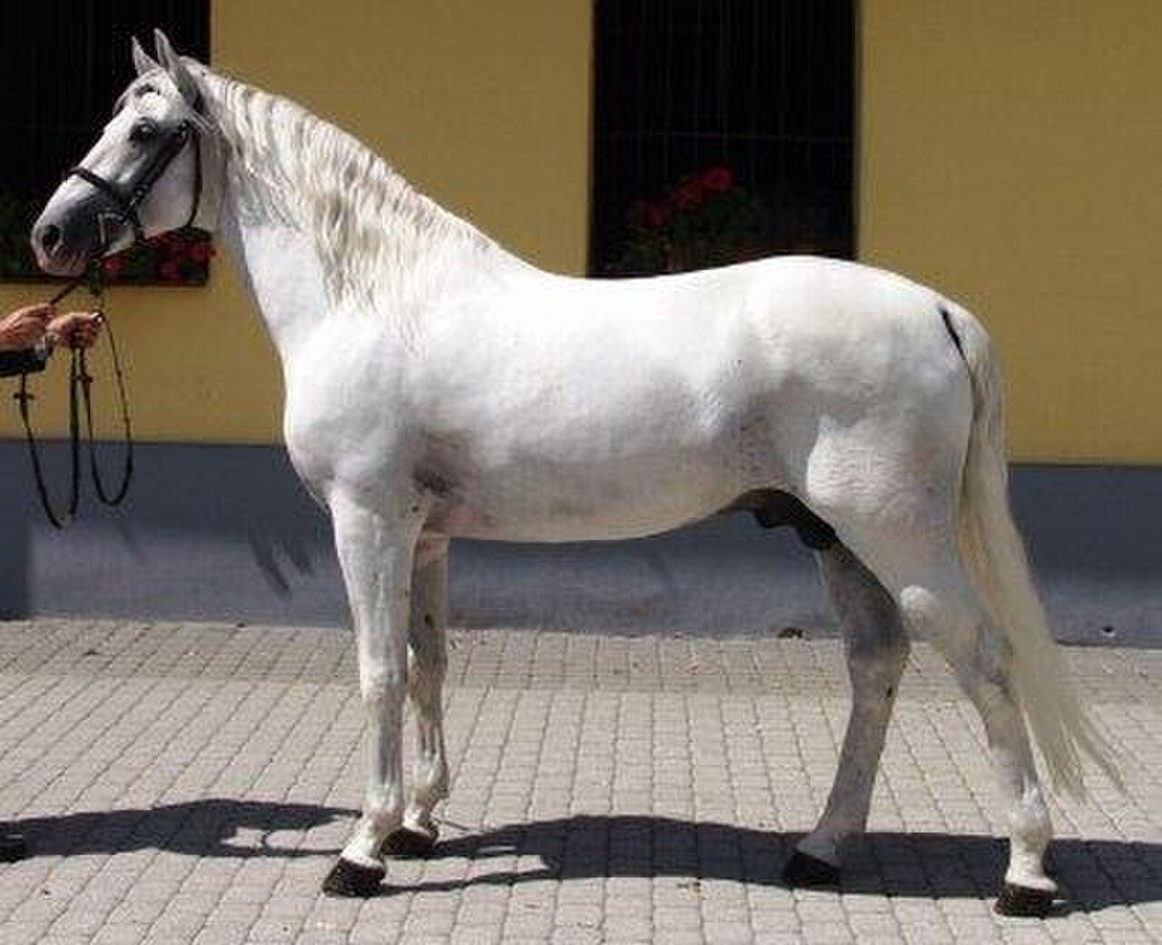 White Lipizzaner stallion of the classical dressage schools