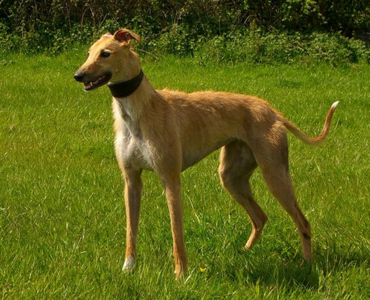 Longdog dog