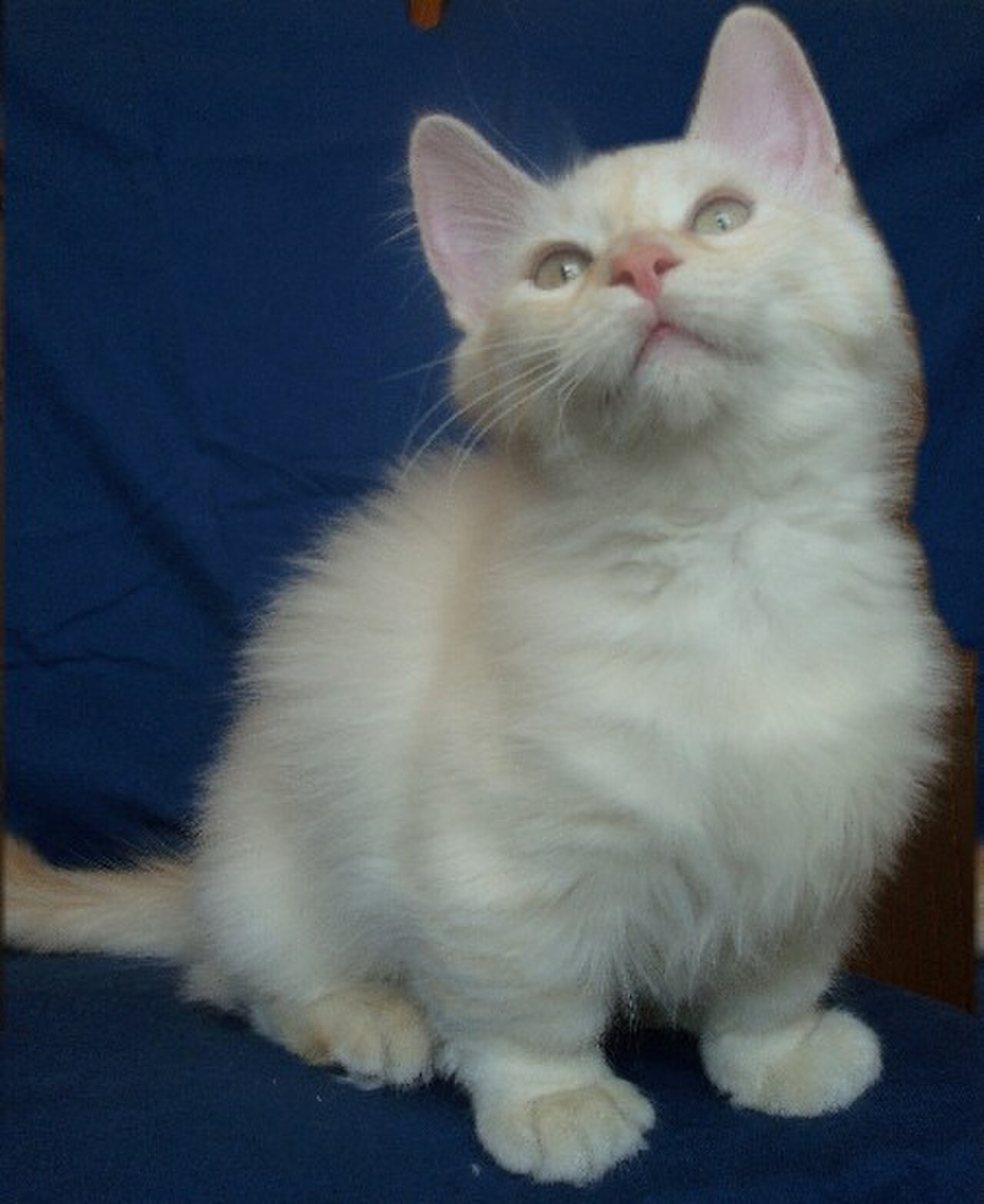 Munchkin cat cat