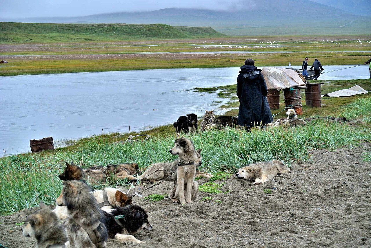 Chukotka sled dog dog