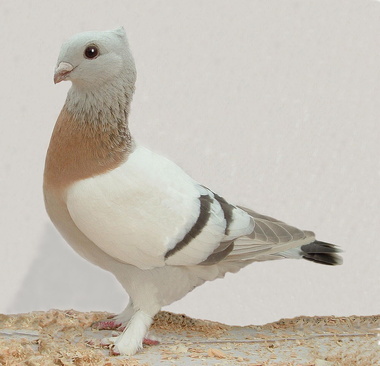 Lucerne Gold Collar pigeon