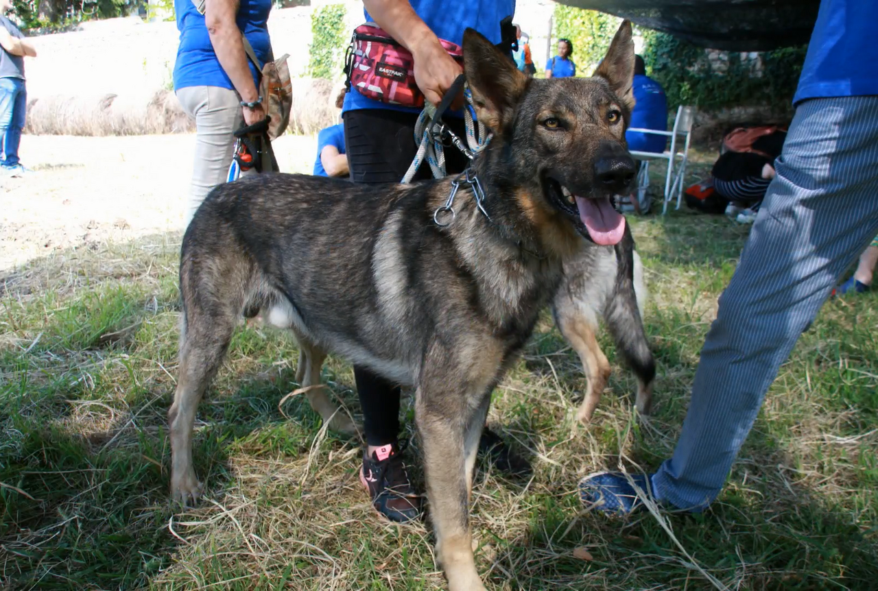Lupo Italiano dog