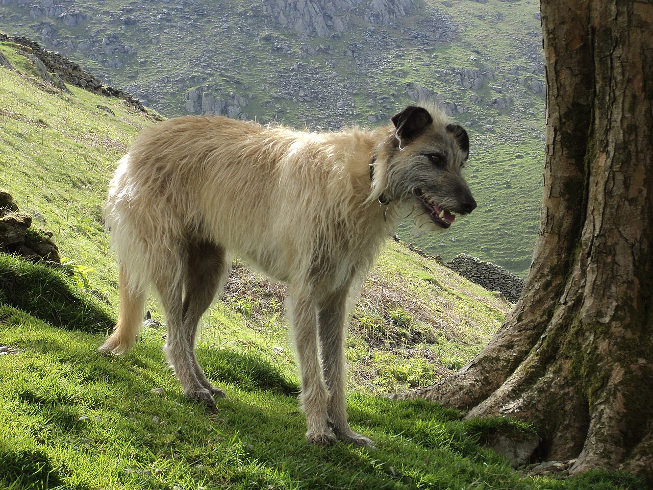 Lurcher dog