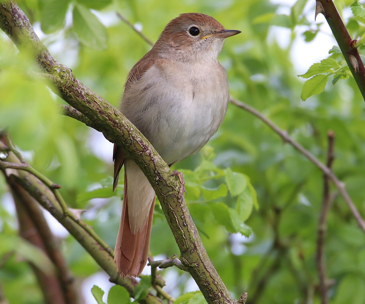 Common nightingale