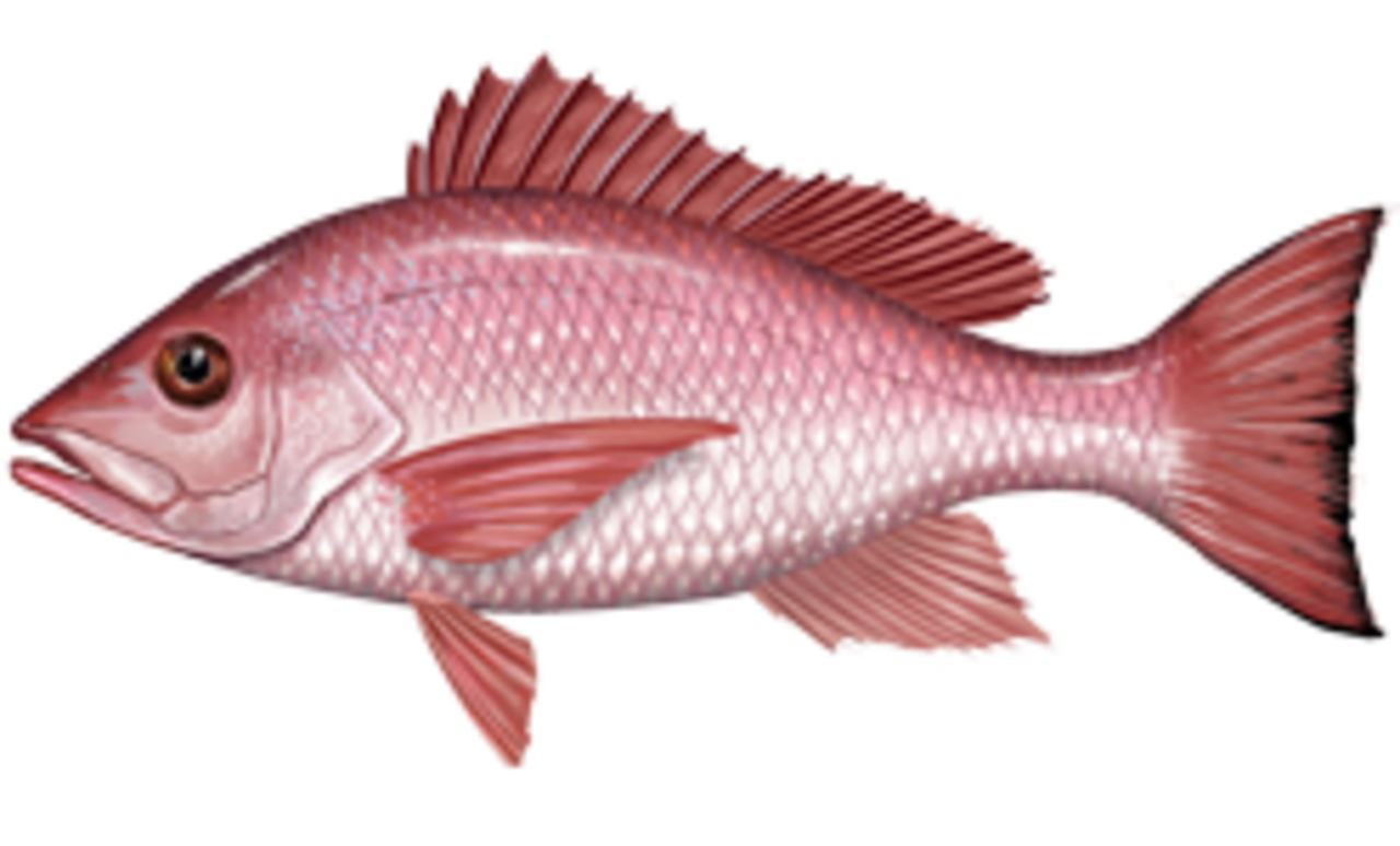 A photo of a Red Snapper