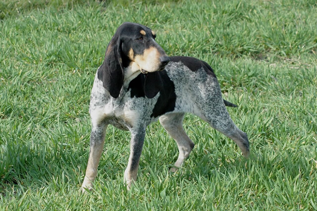 Petit Bleu de Gascogne dog
