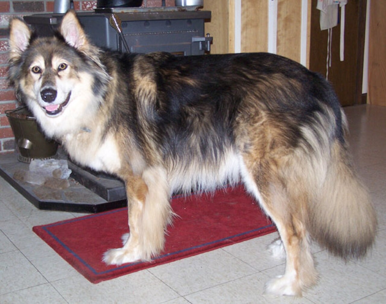 Mackenzie River husky dog