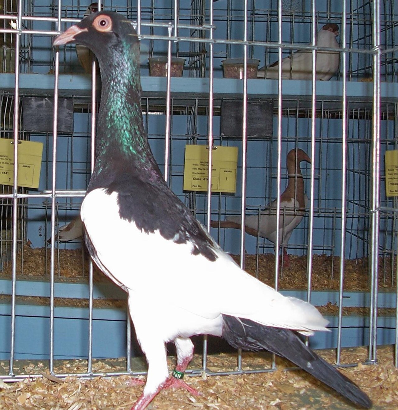 English Magpie pigeon