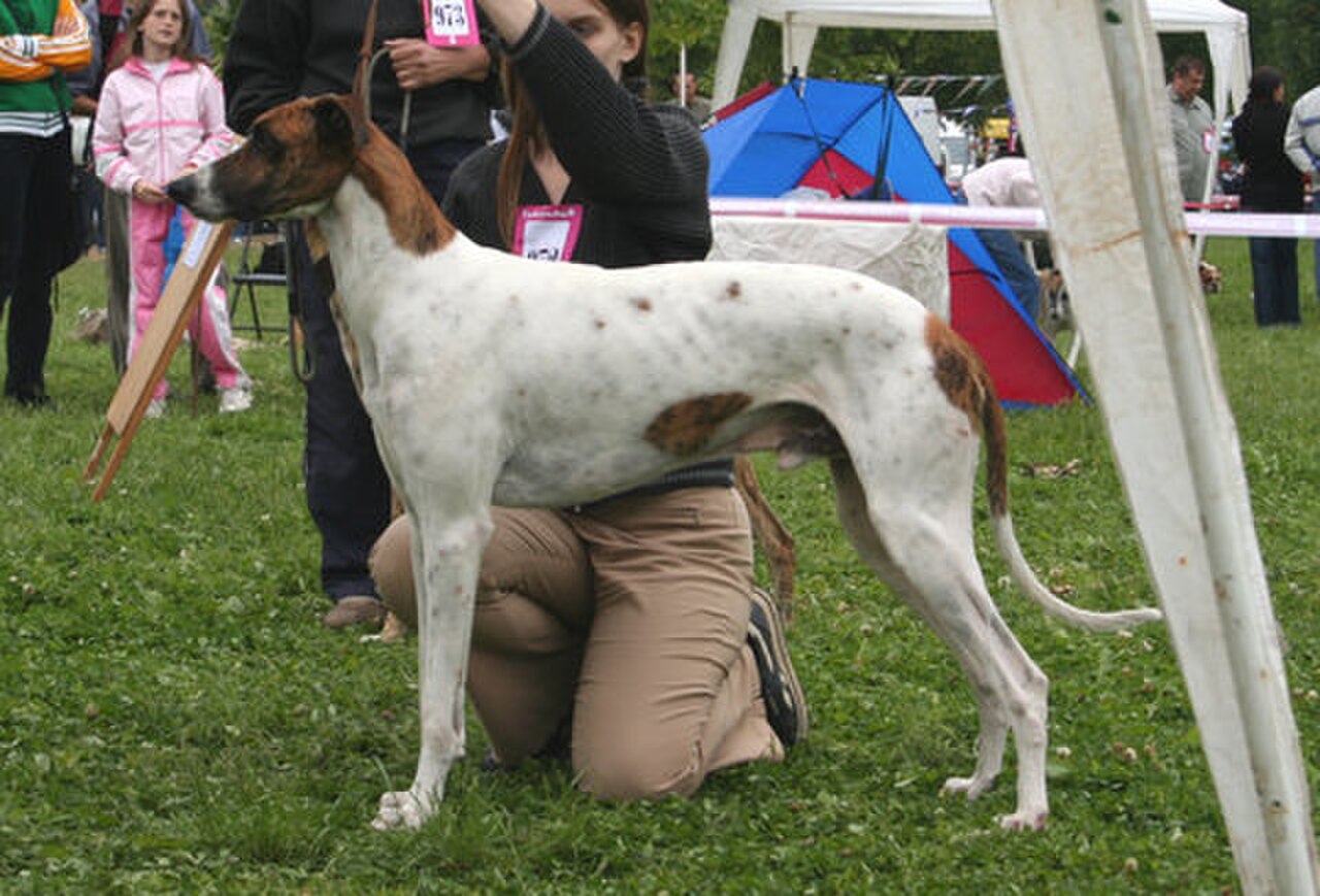 Magyar Agár dog