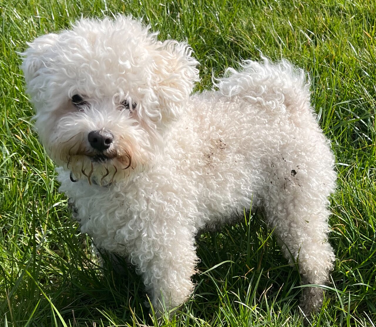 Bolognese dog