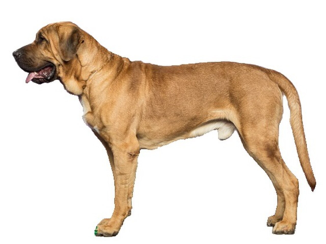 Broholmer dog