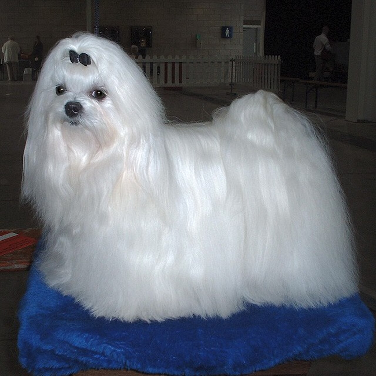 Maltese dog dog