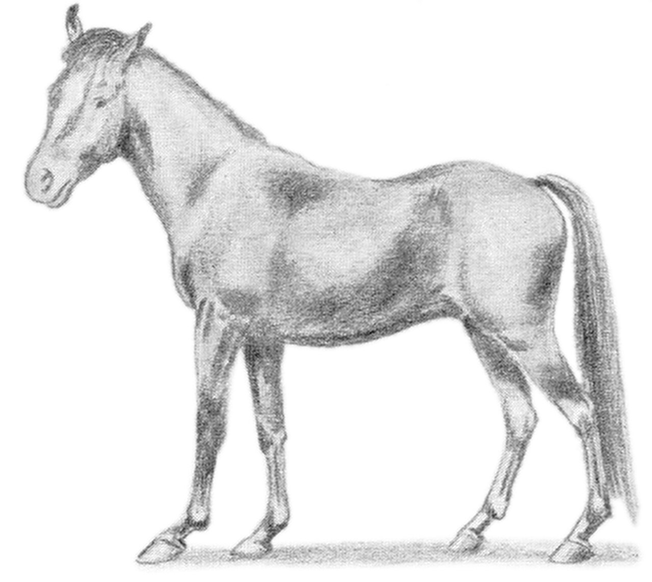 Manipuri pony, the breed of the original game of polo