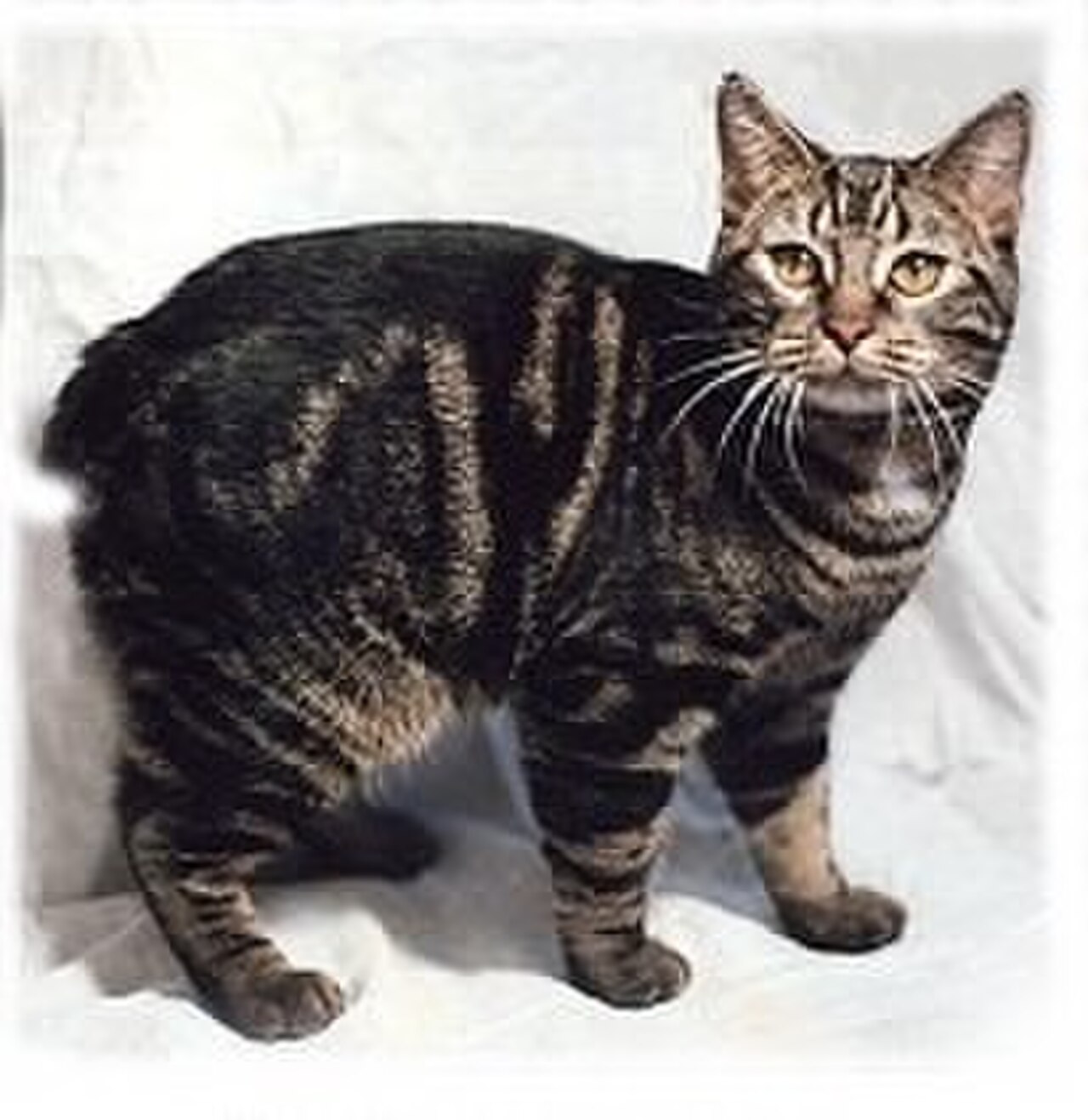 Manx cat cat