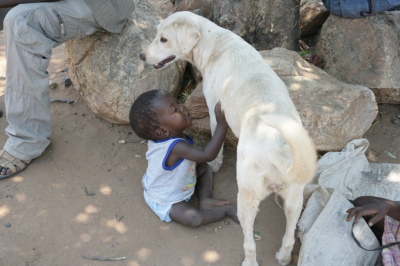 African village dog dog