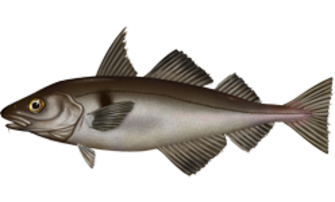 A photo of a Haddock