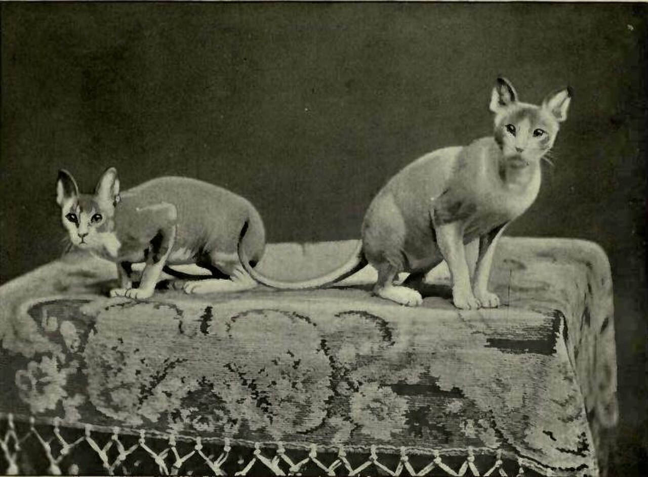 Mexican Hairless Cat cat