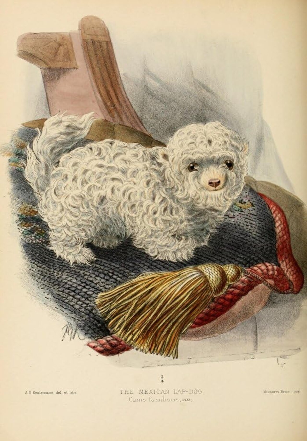 Mexican lapdog dog