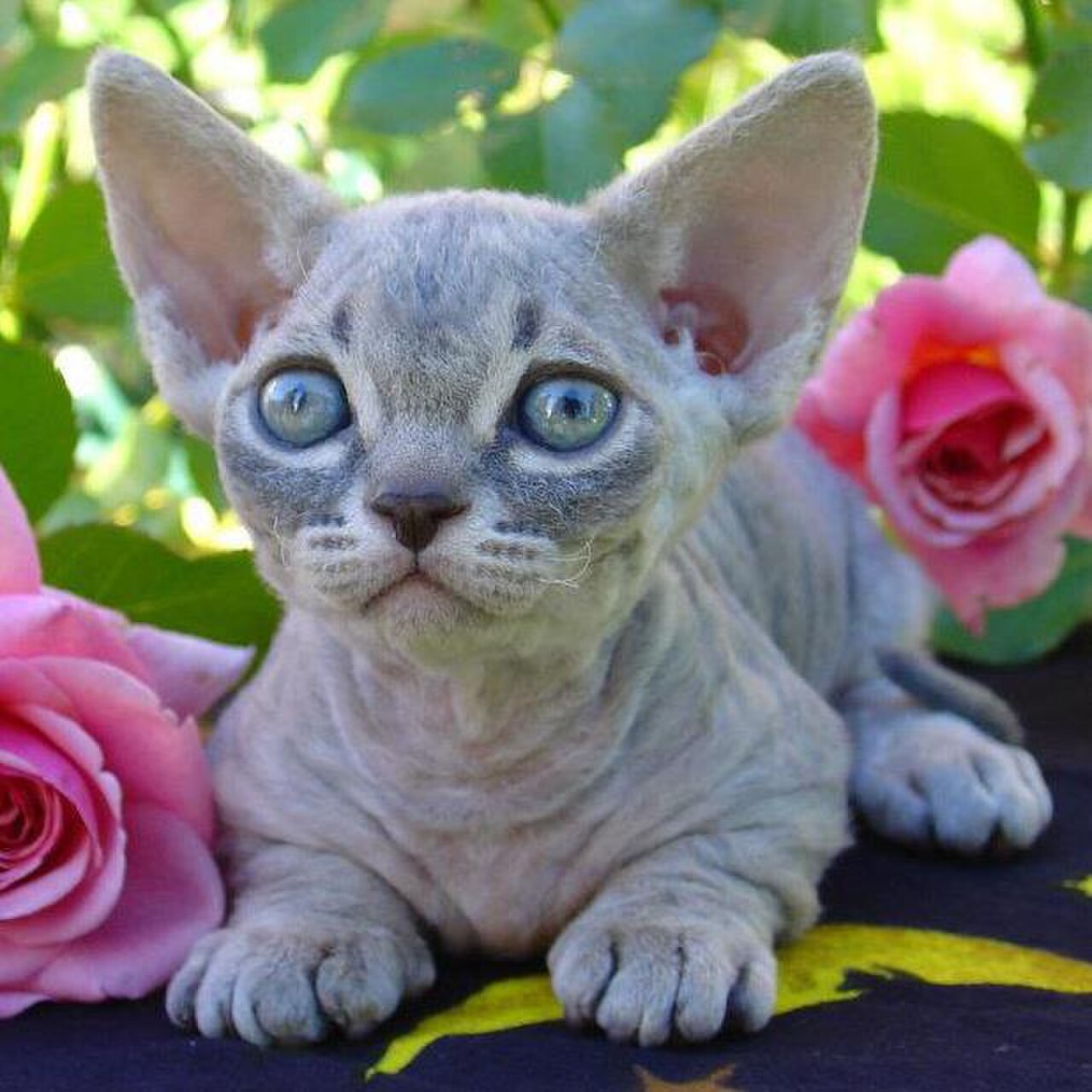 Minskin cat