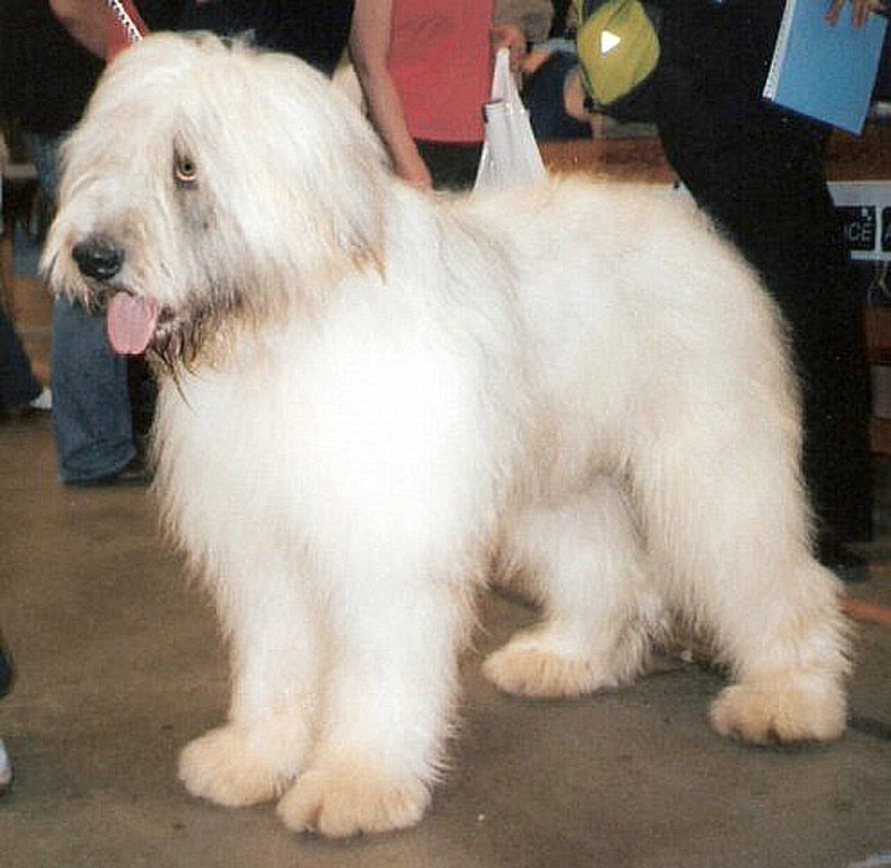 Romanian Mioritic Shepherd Dog dog
